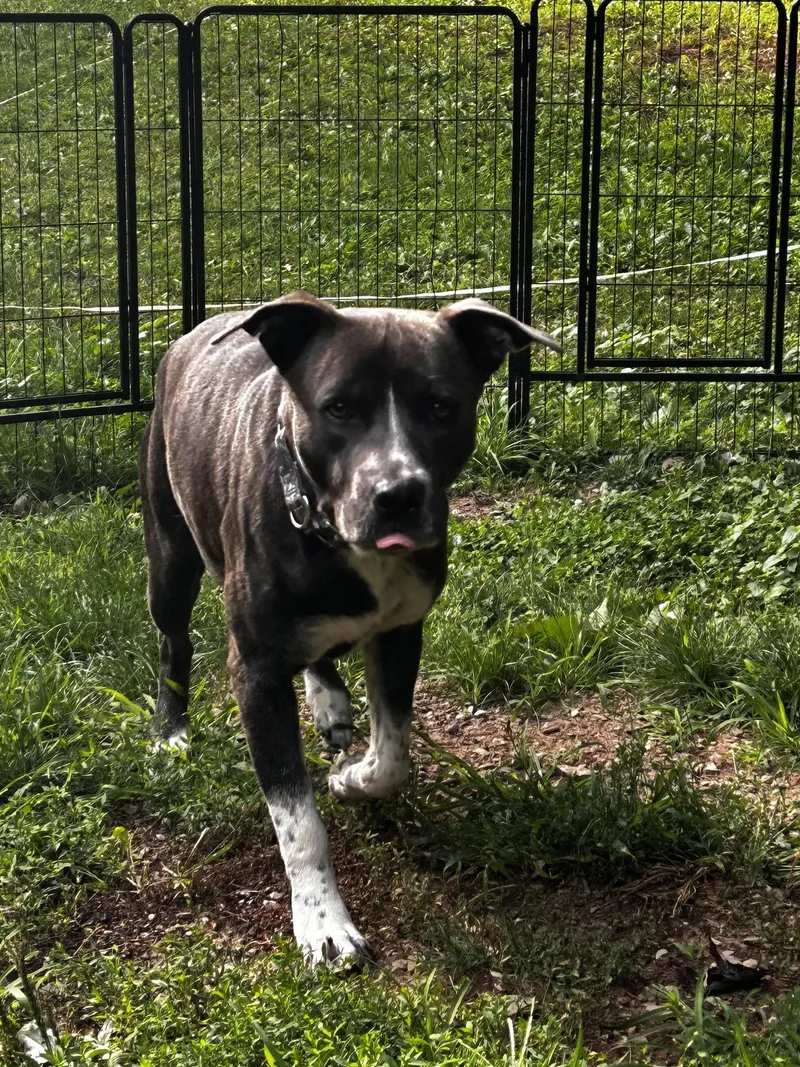Dozer thumbnail 3