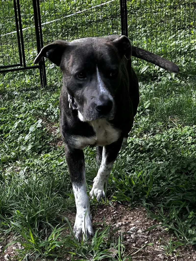 Dozer thumbnail 4