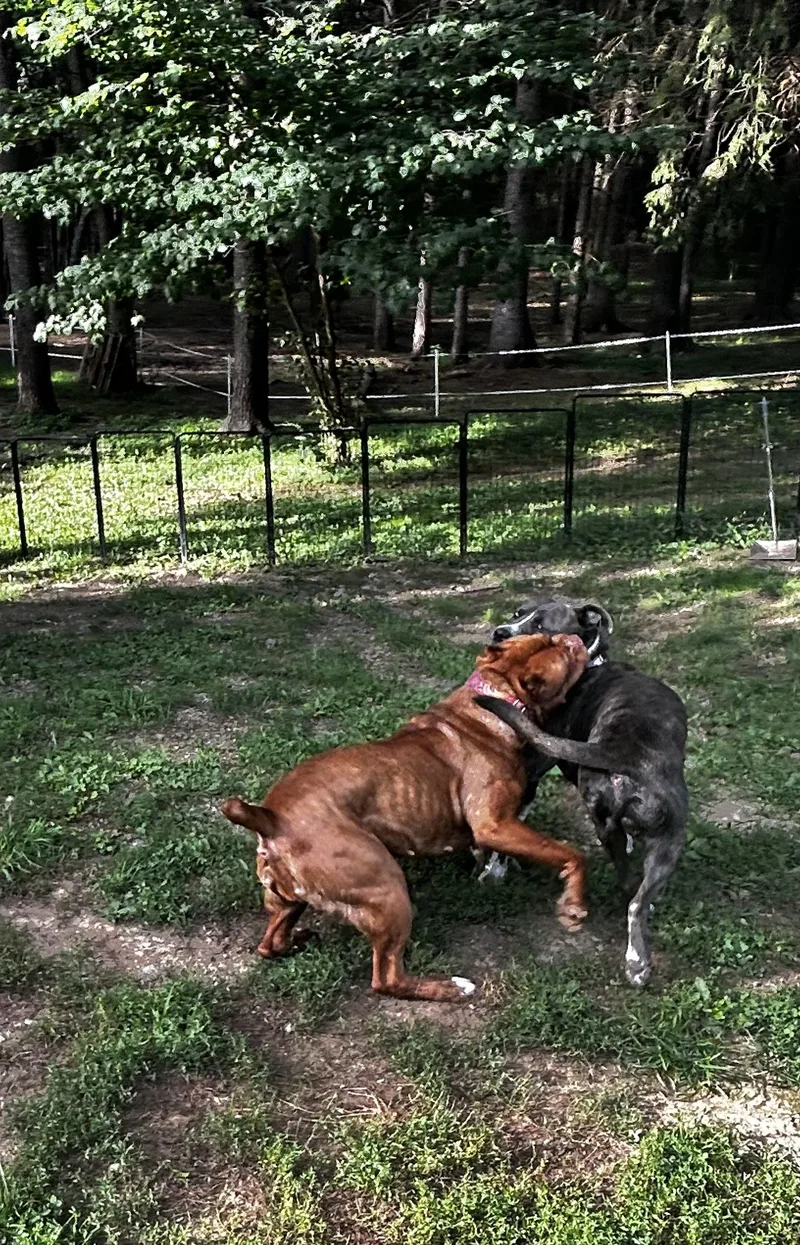 Dozer thumbnail 5