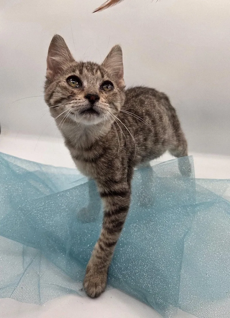 Almond