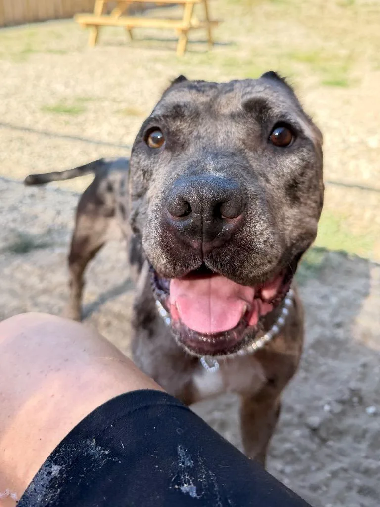 A young medium-sized female Cane Corso dog named C Hermoine for adoption in Muskegon, MI