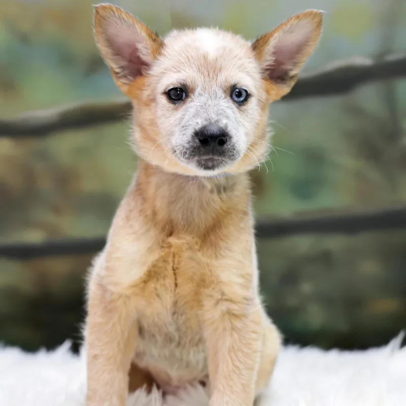A baby small-sized female Red / Chestnut / Orange Cattle Dog dog named Scarlett for adoption in Casa Grande, AZ