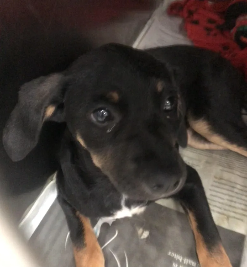 A baby medium-sized female Black Mixed Breed dog named Zoreal for adoption in Parma, OH