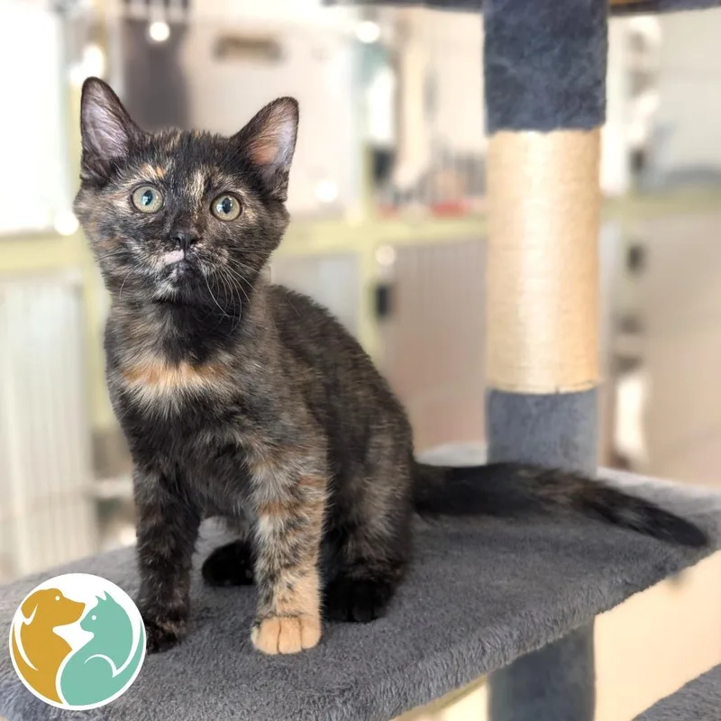 A baby small-sized female Tortoiseshell Domestic Short Hair cat named Darn for adoption in Toledo, OH