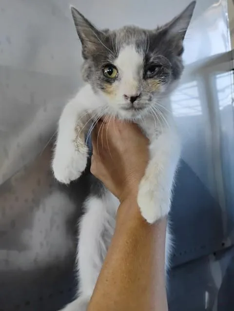 A baby small-sized male Domestic Short Hair cat named Mochi for adoption in San Bernardino, CA
