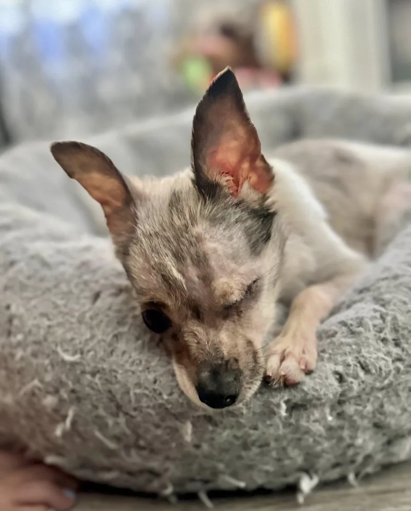 Pebbles thumbnail 3