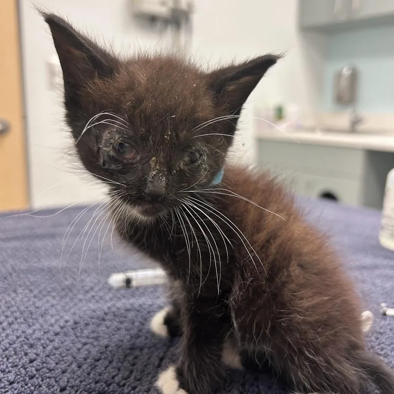 A baby small-sized male Black Domestic Short Hair cat named Flick for adoption in Jacksonville, FL