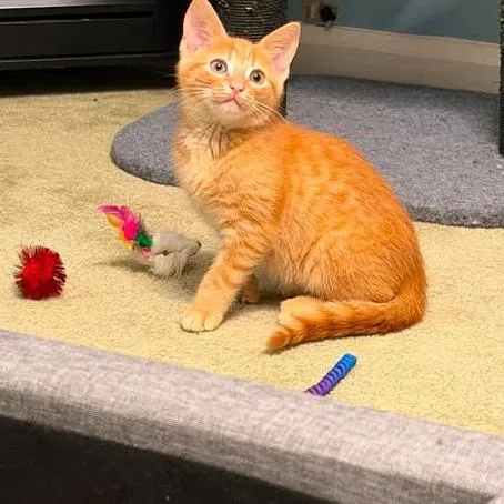 A baby small-sized female Orange / Red Domestic Short Hair cat named Seraphina for adoption in Brevard, NC