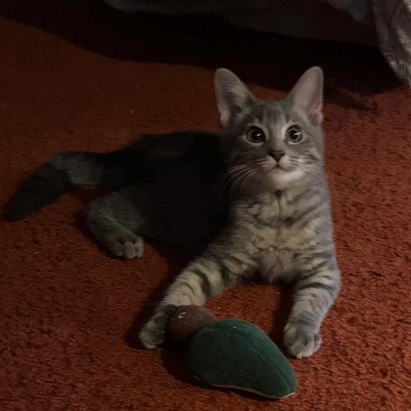 A baby small-sized male Gray / Blue / Silver Domestic Short Hair cat named Shadow for adoption in Woodbury, NJ
