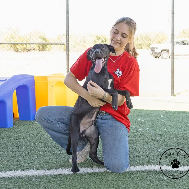 A young medium-sized male Black Labrador Retriever dog named Johnny for adoption in Abilene, TX