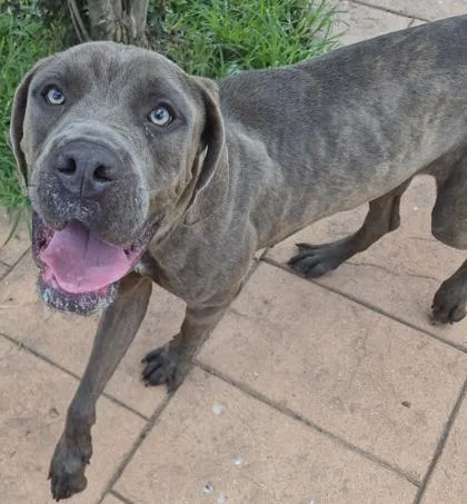 A young extra large-sized female Cane Corso dog named Tawny for adoption in Shreveport, LA