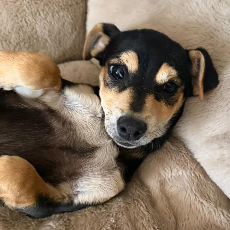 A baby small-sized male Black Terrier dog named Dorofeyev for adoption in Las Vegas, NV