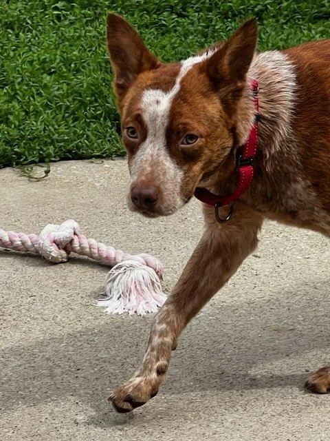 A young medium-sized female Bicolor Australian Cattle Dog / Blue Heeler dog named Rosie for adoption in Lexington, KY