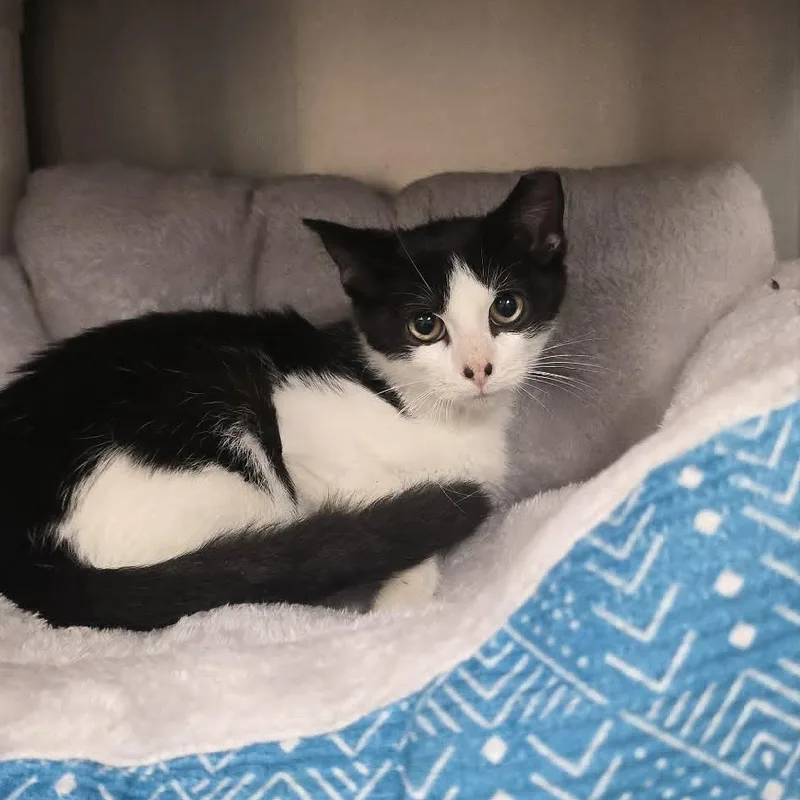 A baby medium-sized male Black & White / Tuxedo Domestic Short Hair cat named Mowgli for adoption in Orange, VA