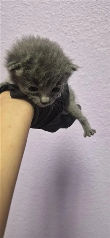 A baby small-sized male Gray / Blue / Silver Domestic Short Hair cat named 61806320 for adoption in El Paso, TX