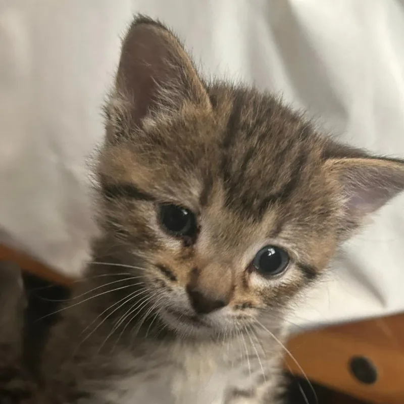 A baby small-sized male Brown / Chocolate Domestic Short Hair cat named Solo for adoption in Chicago, IL