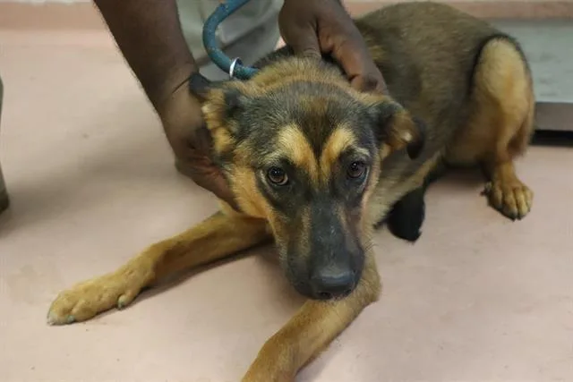 A young medium-sized female Mixed Breed dog named Tilly for adoption in Columbia, SC