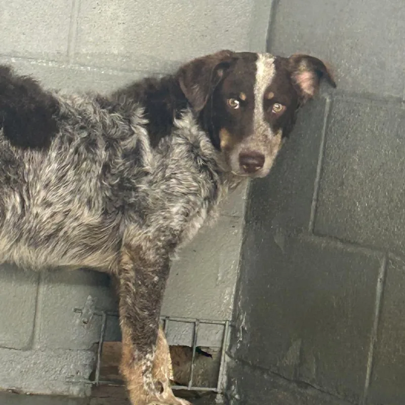 A young medium-sized male Brown / Chocolate Australian Cattle Dog / Blue Heeler dog named Goose for adoption in West Point, MS