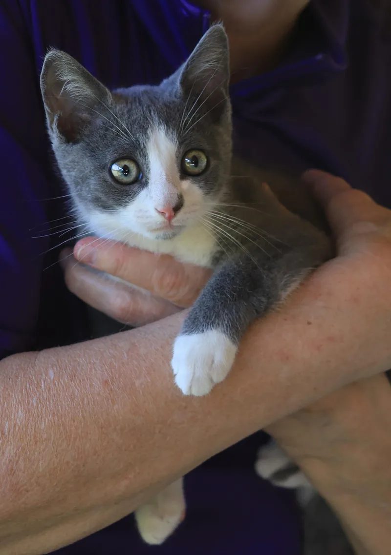 A baby medium-sized male Domestic Short Hair cat named Tito for adoption in North Fort Myers, FL