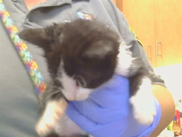 A baby small-sized female Domestic Short Hair cat named Cotija for adoption in Sacramento, CA