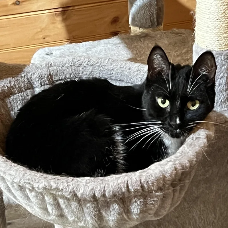 An adult small-sized female Domestic Short Hair cat named Panda for adoption in Knoxville, GA