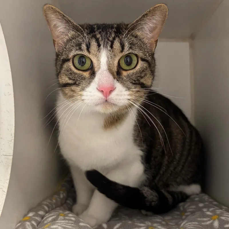 An adult large-sized male Brown / Chocolate Domestic Short Hair cat named Tangerine for adoption in Naperville, IL