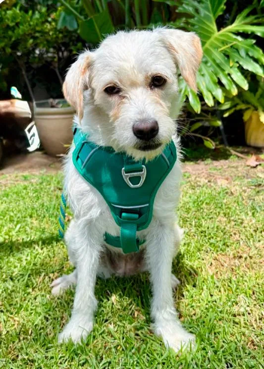 An adult medium-sized female Labrador Retriever dog named Moon for adoption in Los Angeles, CA