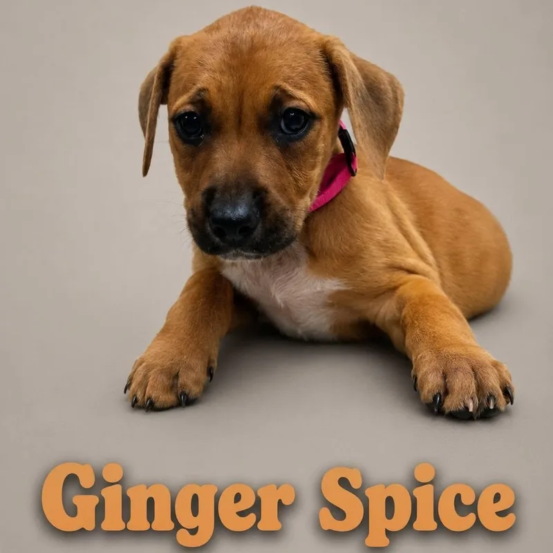 A baby medium-sized female Yellow / Tan / Blond / Fawn Labrador Retriever dog named Ginger Spice for adoption in Myrtle Beach, SC