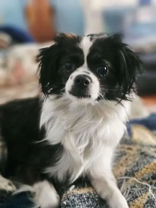 An adult small-sized female Pekingese dog named Natasha for adoption in Palatine, IL