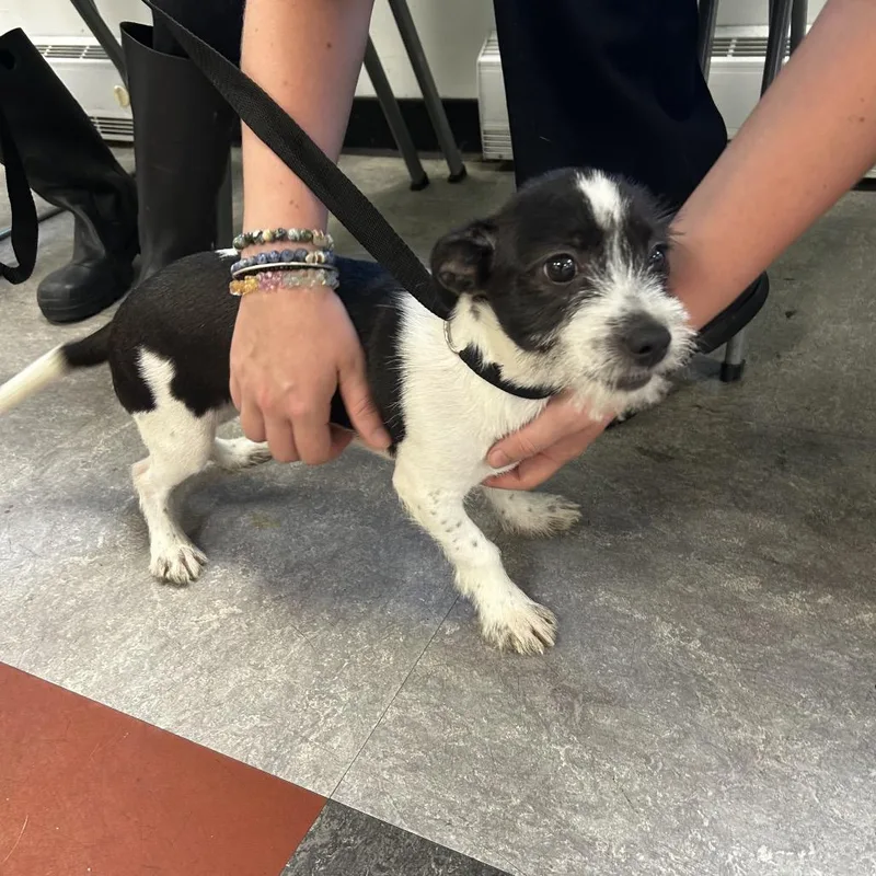 A baby small-sized male Black Mixed Breed dog named Pip for adoption in Medford, NJ