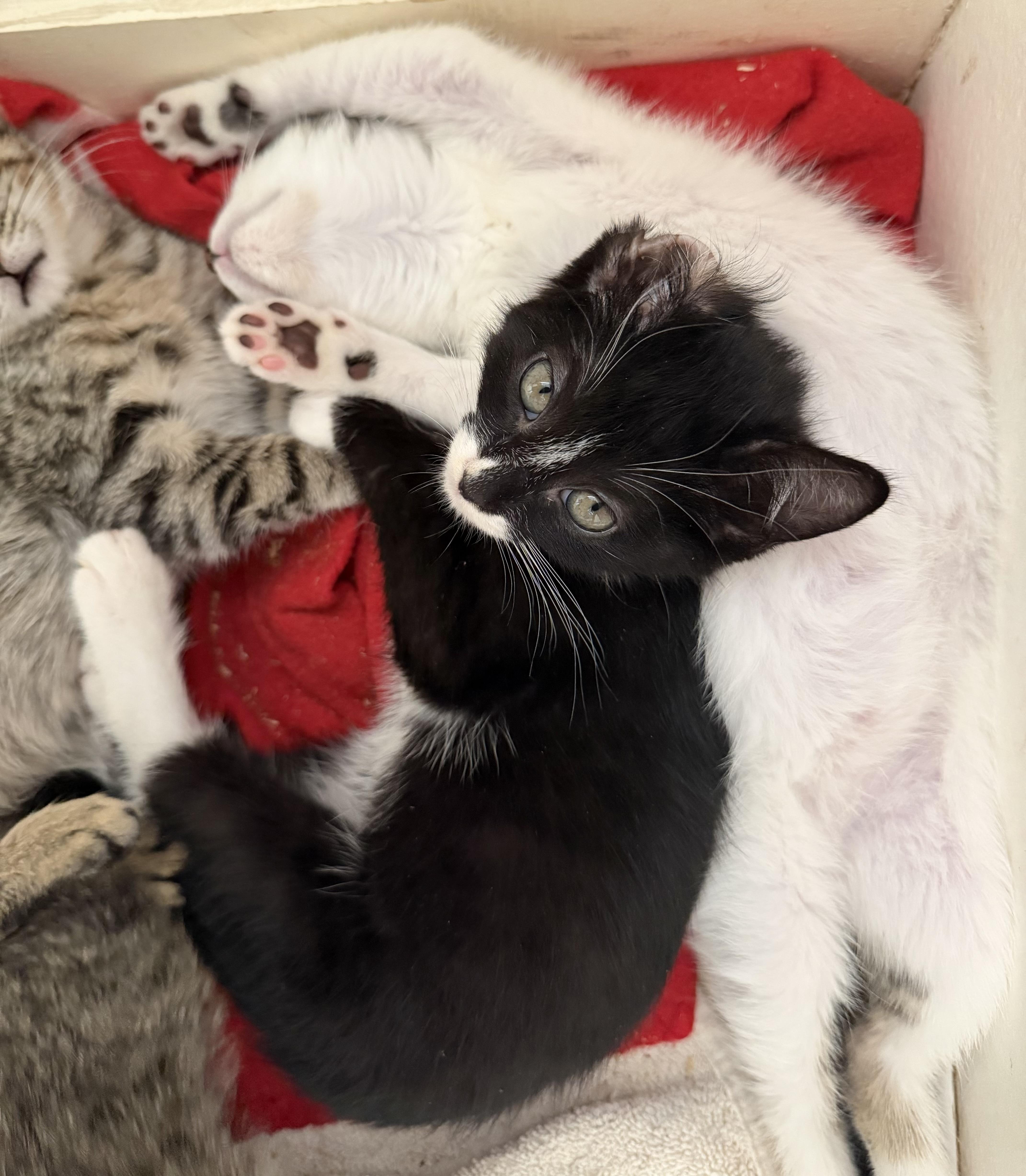 A baby medium-sized male Domestic Short Hair cat named Jack for adoption in Long Valley, NJ
