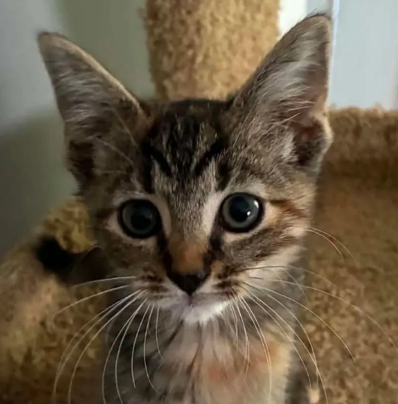 Arlene