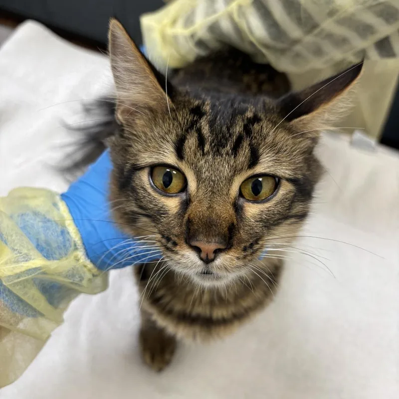 A young medium-sized male Domestic Medium Hair cat named Wizard for adoption in Evanston, IL