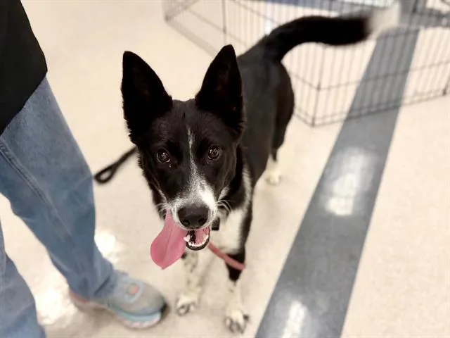 A young medium-sized female Border Collie dog named Dolly for adoption in Santa Rosa, CA
