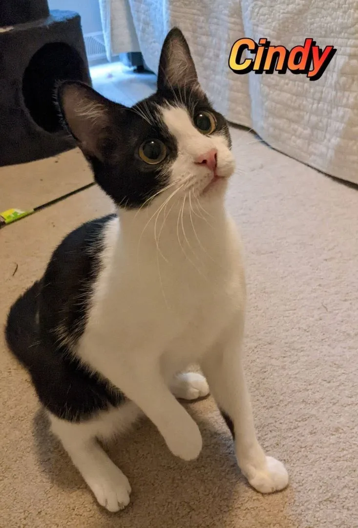 Cindy thumbnail 2