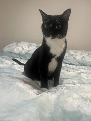 An adult small-sized female Domestic Short Hair cat named Penelope for adoption in Fairfax, VA