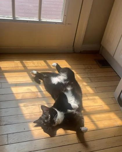 Penelope thumbnail 2