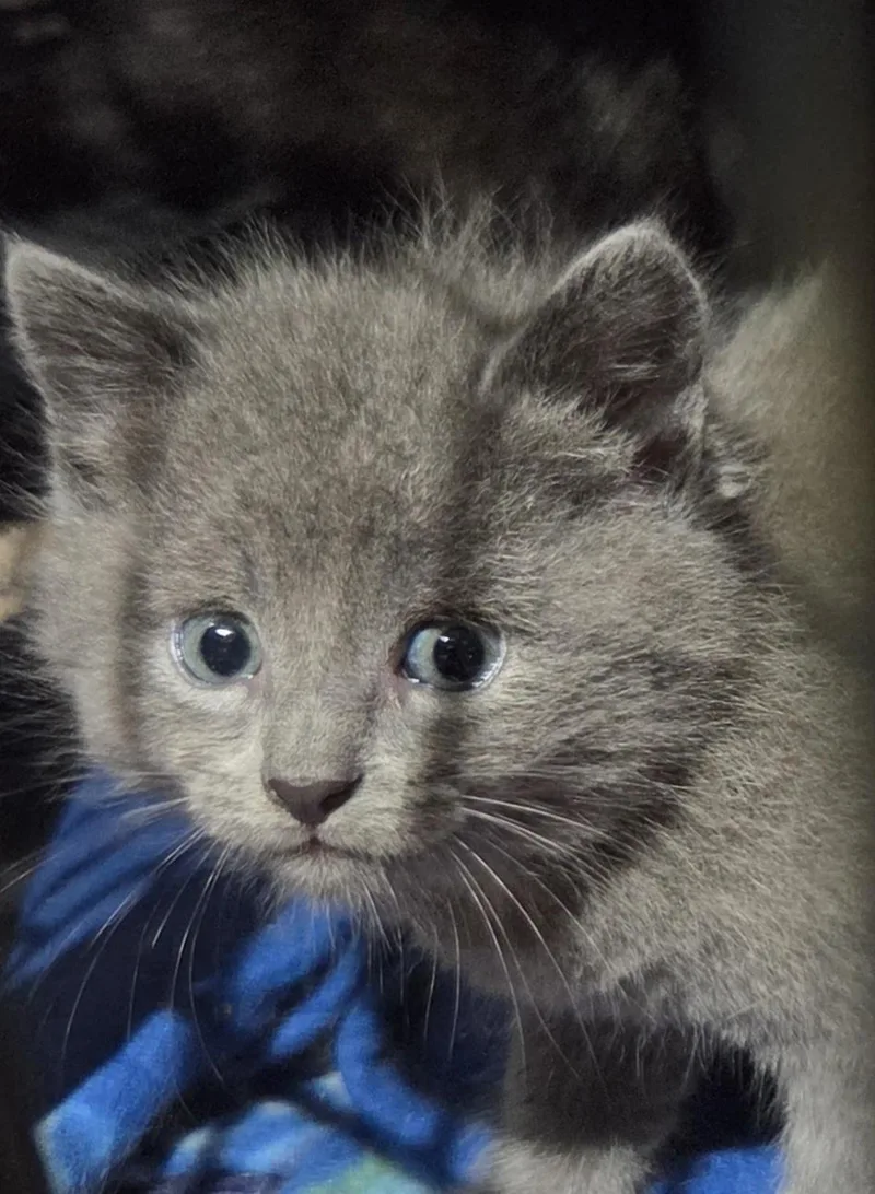 A baby medium-sized female Gray / Blue / Silver Domestic Medium Hair cat named Sophia for adoption in Green Brook, NJ