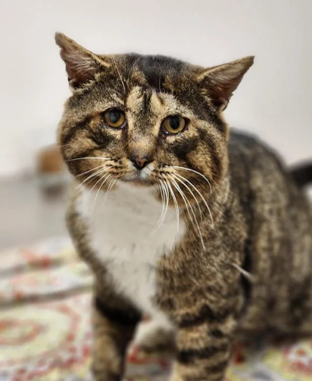 An adult large-sized male Tabby (Brown / Chocolate) Tabby cat named Theodore Cinnamon Roll for adoption in Johnson City, TN