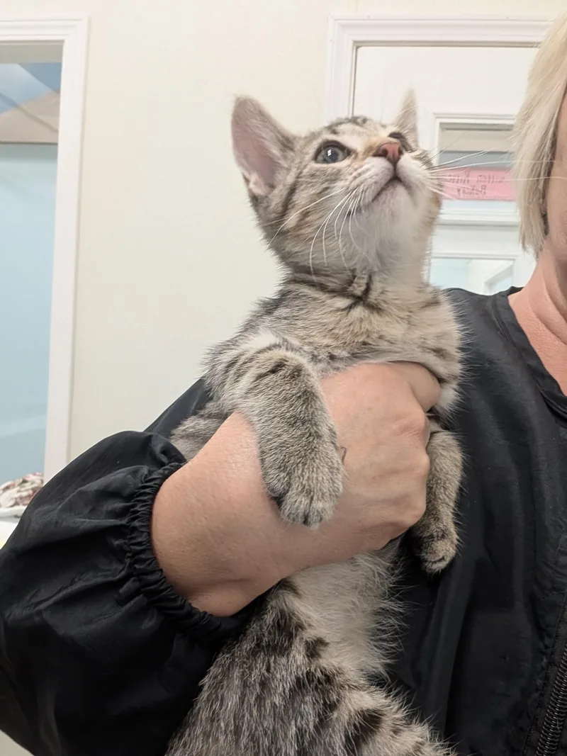 A baby medium-sized male Tabby (Gray / Blue / Silver) Domestic Short Hair cat named Rapscallion for adoption in Tilton, IL