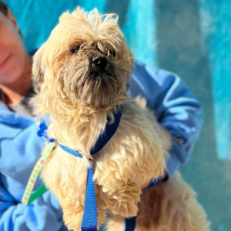 An adult small-sized male Shih Tzu dog named Luke for adoption in St. Charles, IL