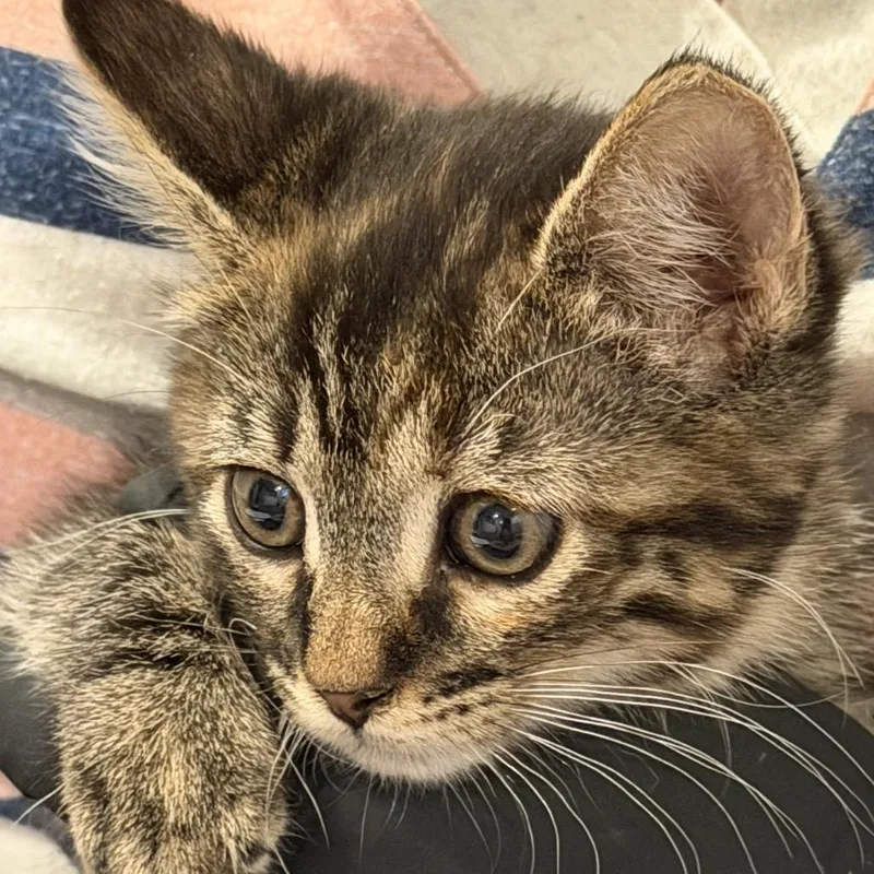 A baby small-sized female Brown / Chocolate Domestic Short Hair cat named Bridget for adoption in Grantsville, UT
