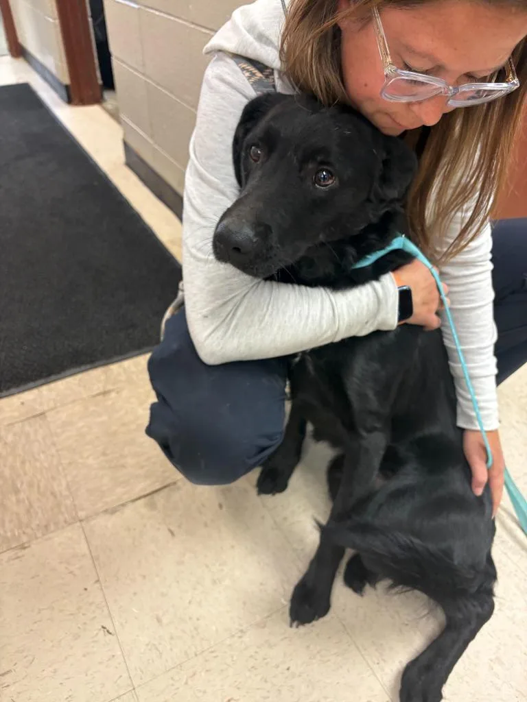 A young medium-sized male Labrador Retriever dog named Black Jack for adoption in Rock Springs, WY