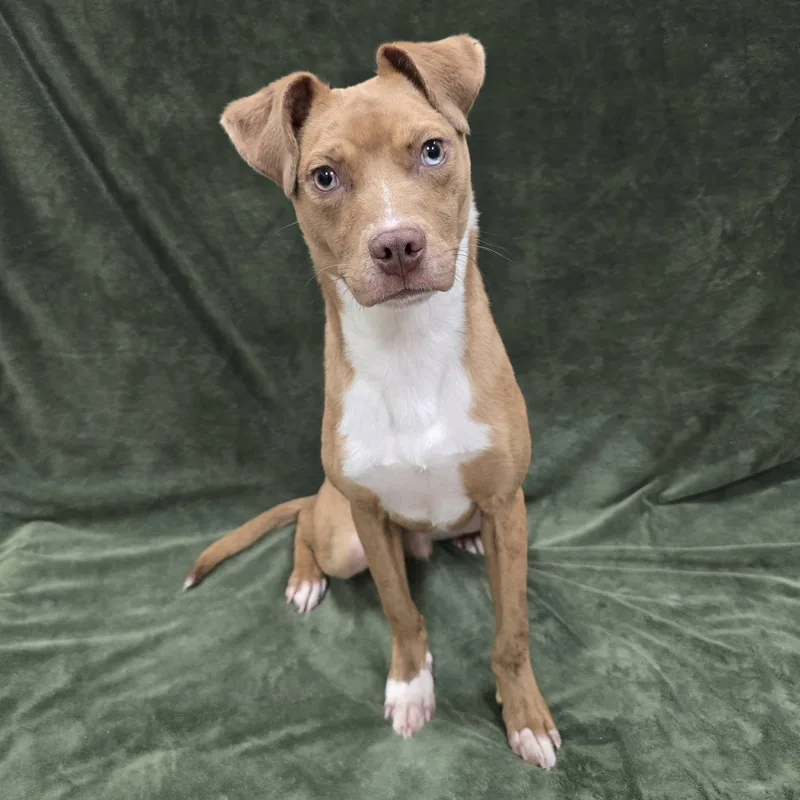 An adult medium-sized male Mixed Breed dog named Artie for adoption in Frankfort, IN