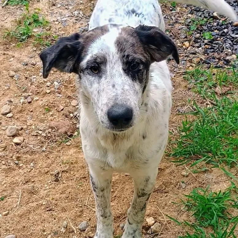 A young large-sized female White / Cream Catahoula Leopard Dog dog named CT Athena for adoption in Stormville, NY