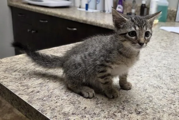 A baby medium-sized male Tabby (Gray / Blue / Silver) Domestic Short Hair cat named Hugh for adoption in Rossville, TN