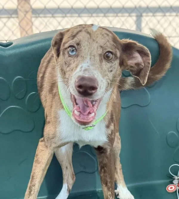 A young medium-sized male Whippet dog named Astro for adoption in Canton, GA