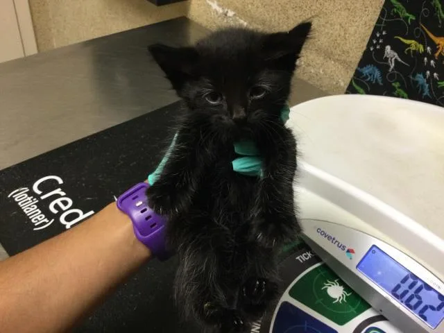A baby small-sized male Domestic Short Hair cat named A for adoption in Riverside, CA