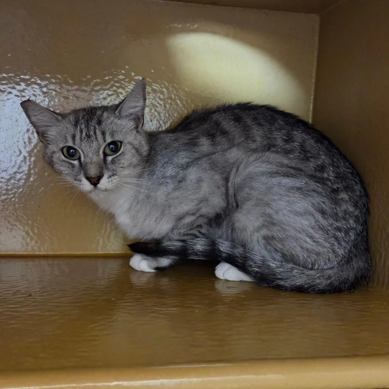 An adult medium-sized female Gray / Blue / Silver Domestic Short Hair cat named Aspen for adoption in Las Vegas, NV