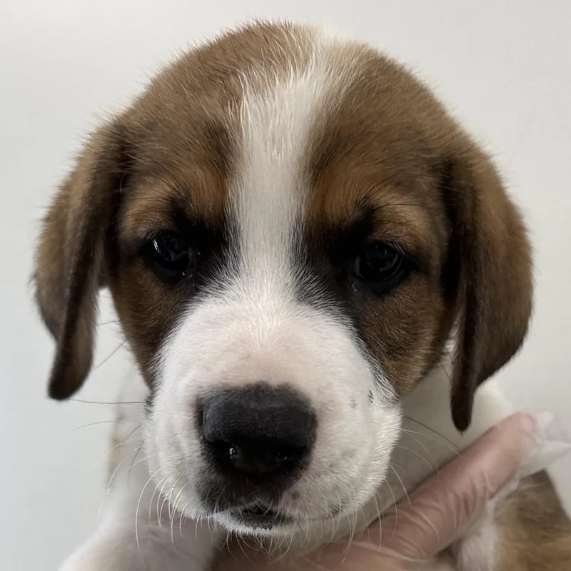 A baby small-sized male White / Cream Mixed Breed dog named Aiken for adoption in Middletown, RI